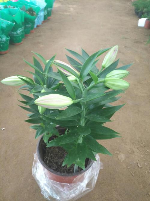 香水百合怎么养视频,香水百合的养殖方法和注意事项