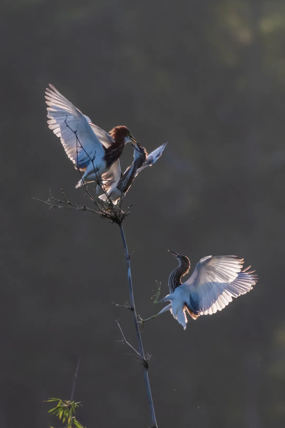 「生态」我在恩平很幸福