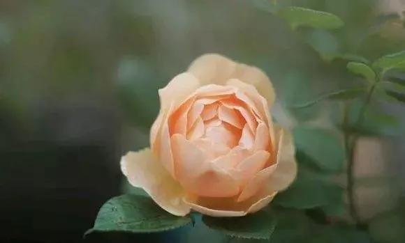 一万年一次的2020520；一起认识100种玫瑰~别送错啊