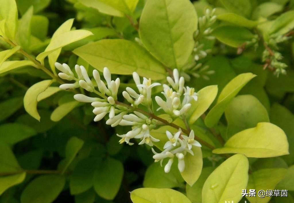 小叶女贞绿篱造型方式,小叶女贞做绿篱一般一平方多少棵