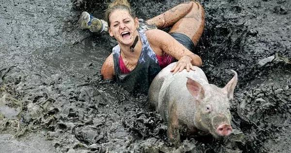 猪年说猪,猪年趣谈猪