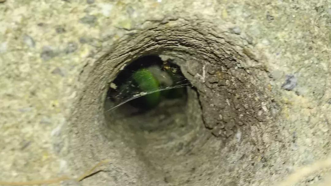 我眼中的绿是什么样的,我眼中的翠青蛇全集