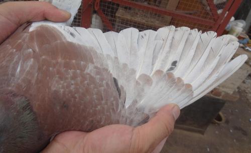 喜欢赛鸽的朋友，一定为秋赛前如何做条苦恼过吧，哪种方法正确？