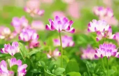 100种花的英文和花语是什么,100种花的花语以及送花礼仪分享