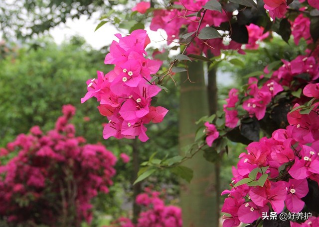 三角梅叶子变黄掉落怎么补救,北方冬季三角梅叶子发黄怎么办