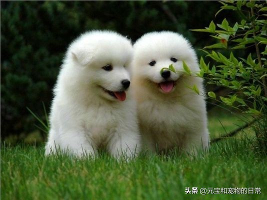 你家萨摩耶微笑吗,萨摩耶犬如何判断纯不纯