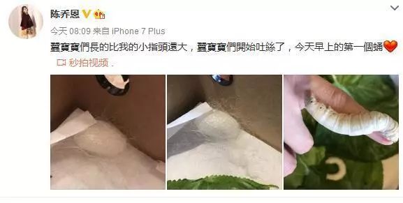 胡歌养的5只什么猫,胡歌的宠物猫