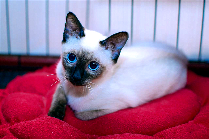 新手养猫科学纠正猫咪不良行为,分享养猫咪日常生活习惯的铲屎官