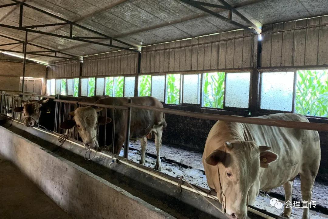 瞄准商机勇创业，会理这家人齐心搞养殖