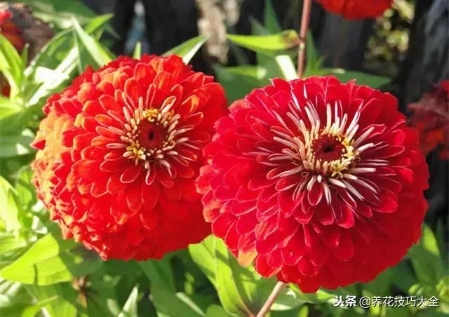 常见小区绿化100种植物图片,常见的水生植物有哪些种