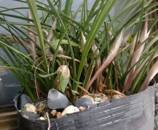 养兰花根腐,夏天兰花预防茎腐和软腐用什么药