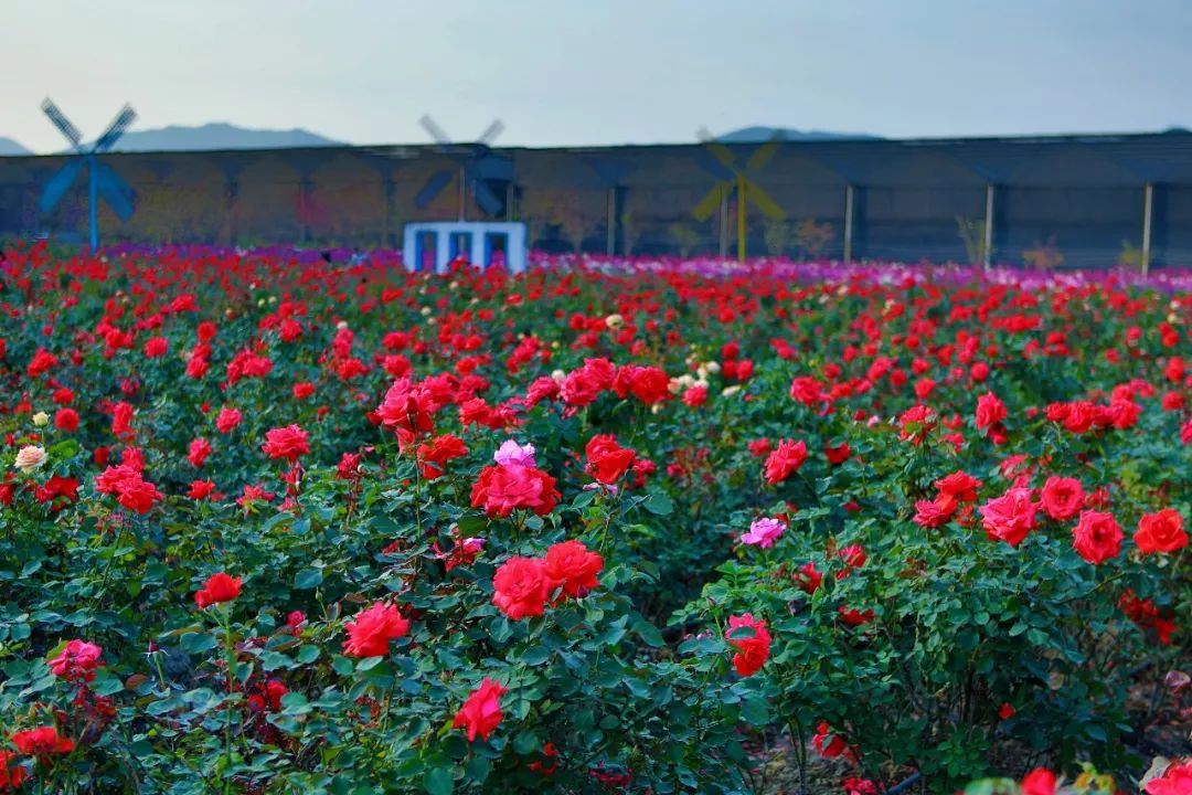 记录广州从化赏李花的美好时光,2022从化李花赏花期到几号最佳