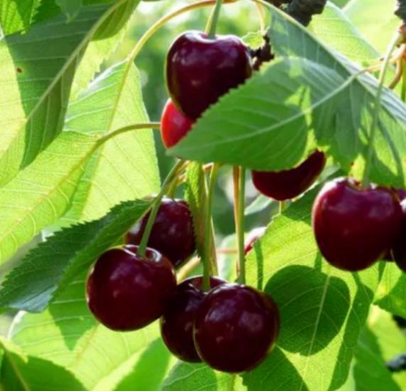 汶川、汉源的车厘子熟了！味道巴适，快去实现“车厘子自由”。