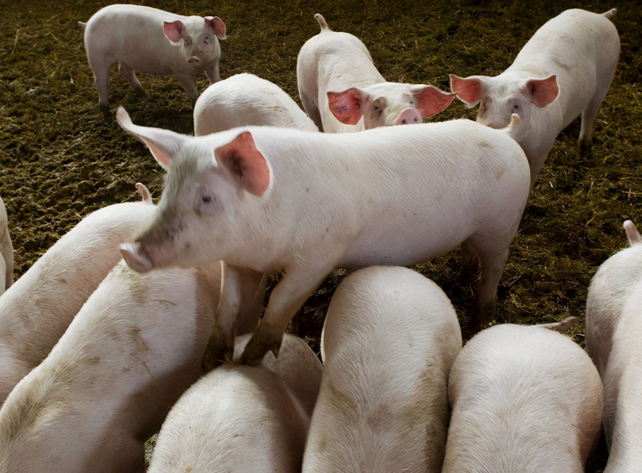 小猪喘气肚子一扇一扇吃什么药,小猪喘气肚子起波浪怎么治疗