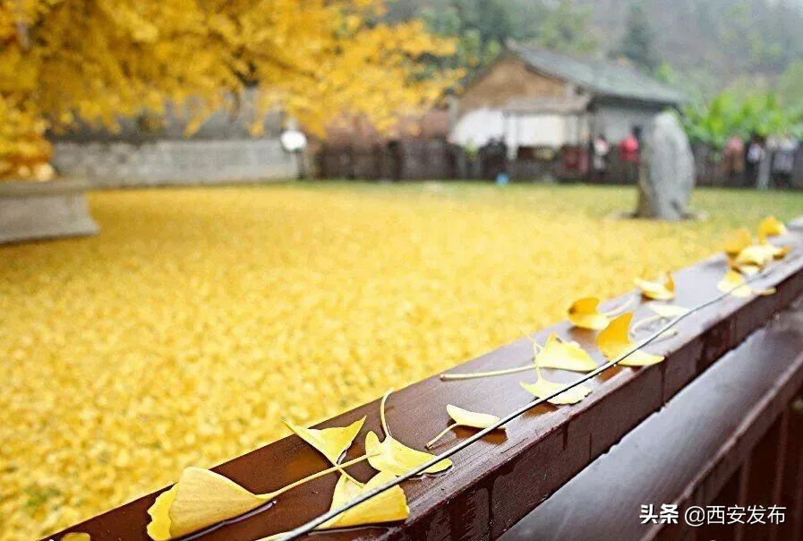 西安赏秋,西安赏秋红叶好去处