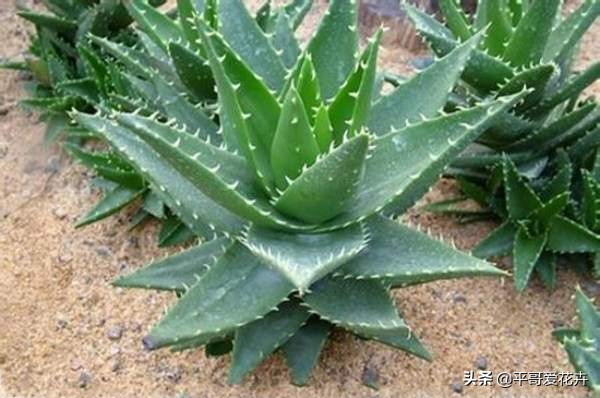 吸附甲醛净化空气的好养的花,室内净化空气除甲醛最好养什么花