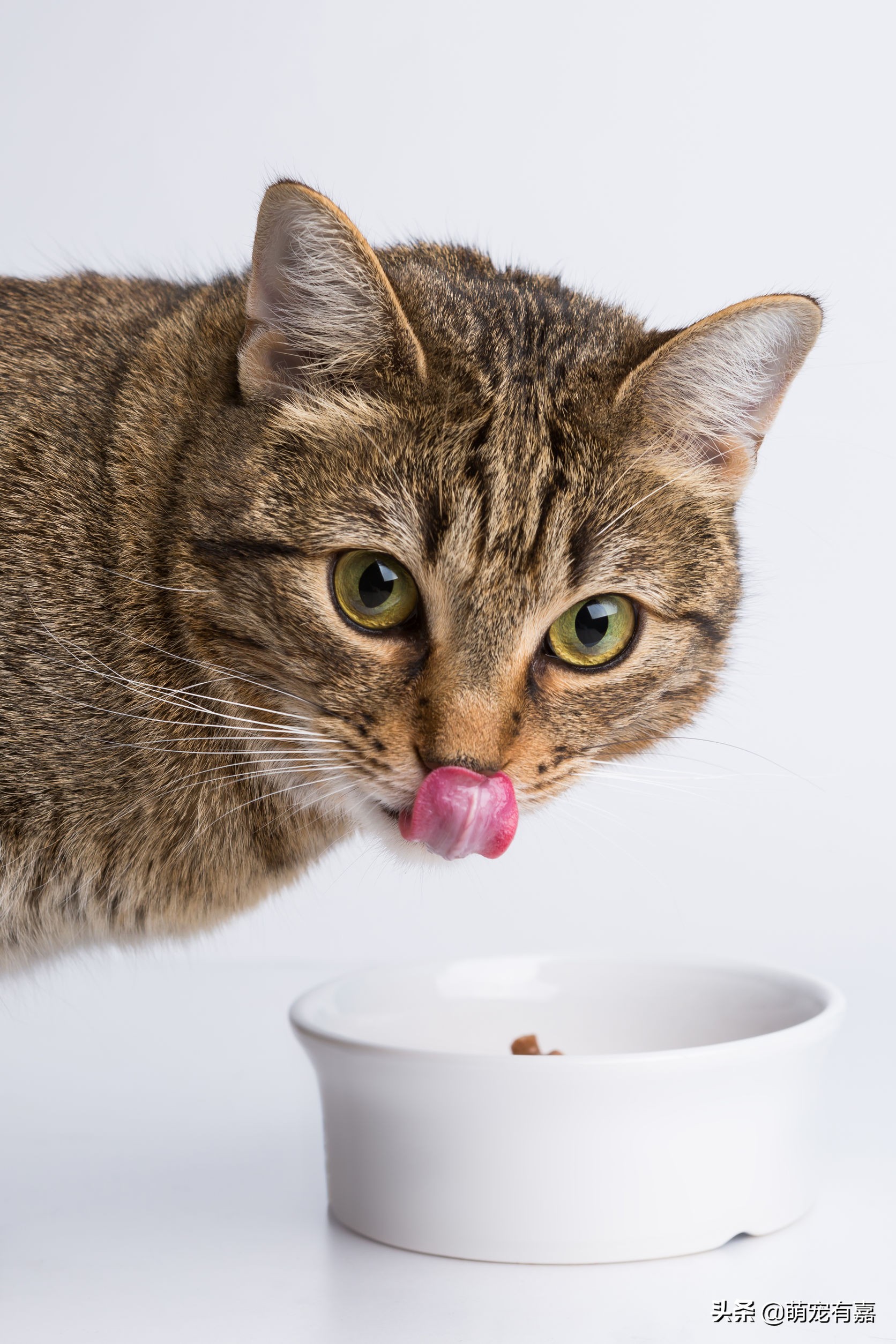 猫口炎期间怎么清洁牙齿,猫咪口炎吃什么药有效