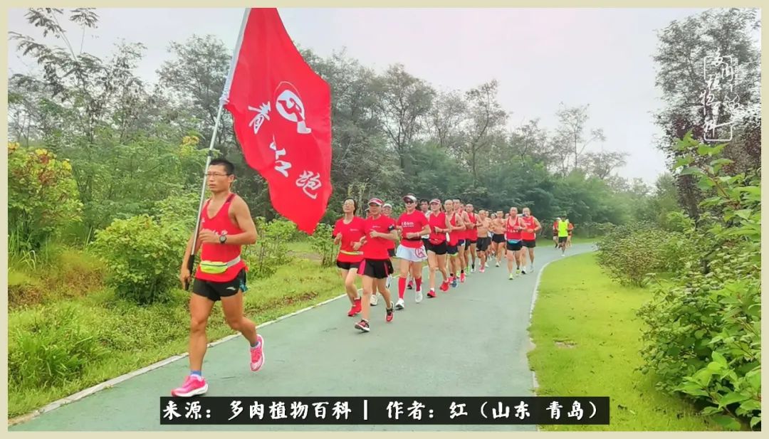 度夏多肉秋天发根,度夏坚强活下来的肉肉们