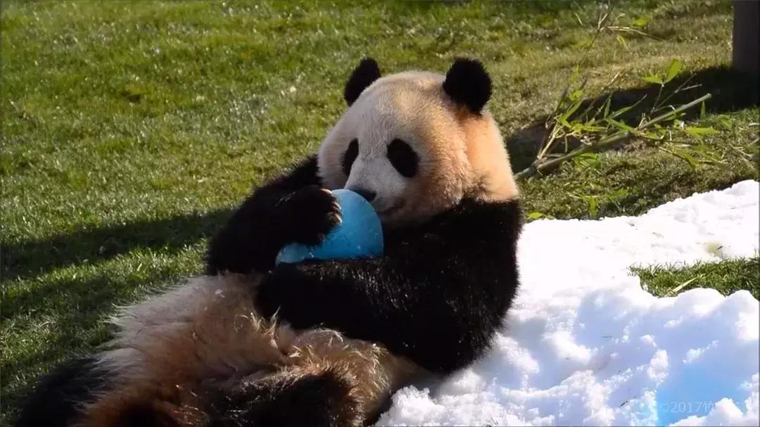 安倍访华欲再租大熊猫，旅日熊猫或将突破十只，住所已安排妥当！