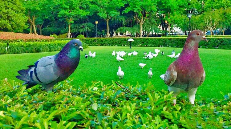 和平鸽～和平、友谊、团结、圣洁的象征