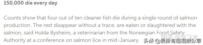 挪威三文鱼养殖环境恶劣纪录片,挪威三文鱼养殖环境恶劣新闻