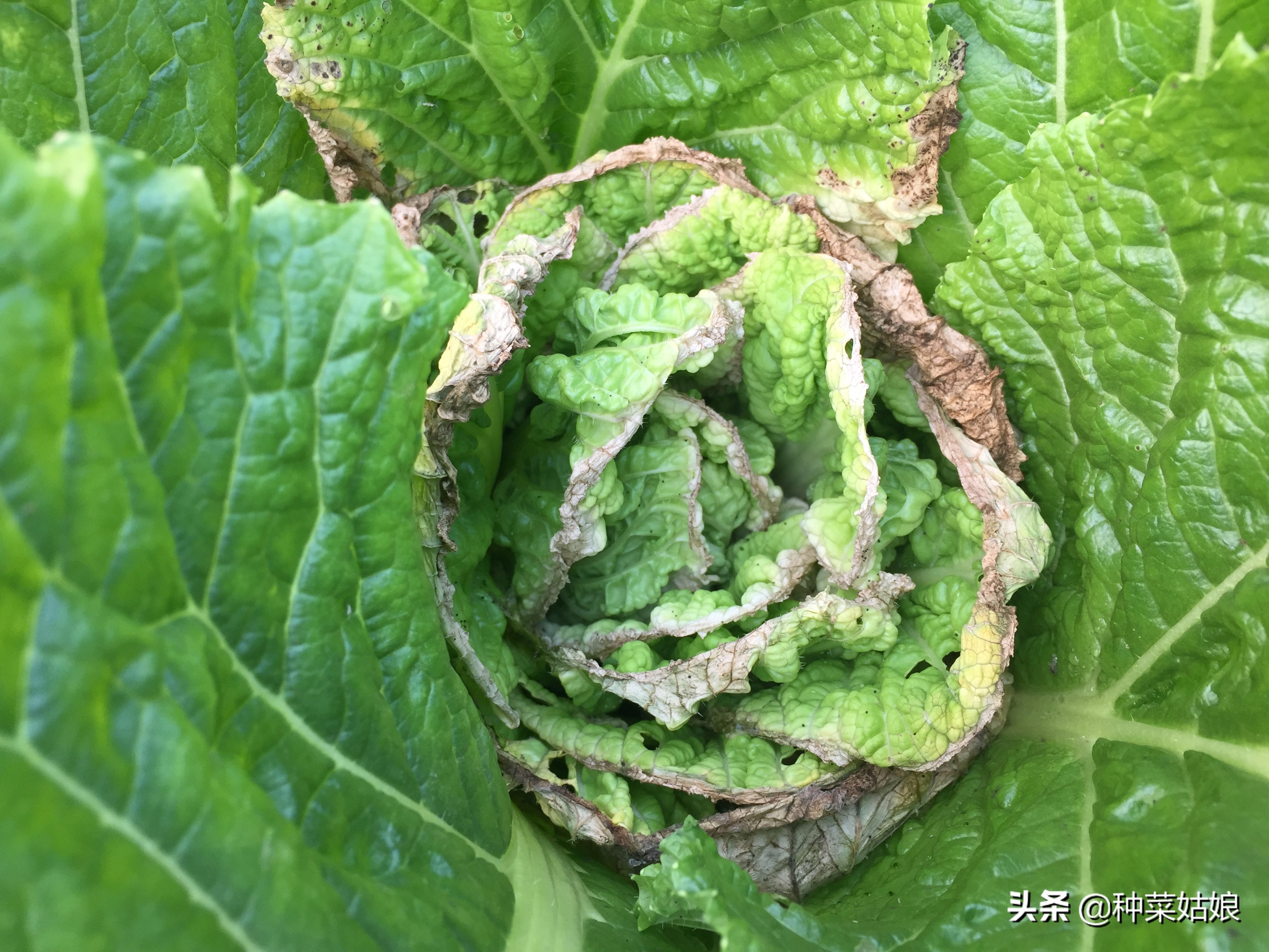 白菜干烧心的最好防治方法,白菜烧心是怎么回事还能吃吗