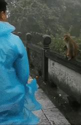 搞笑动图gif图片哪里下载,搞笑动图gif狗