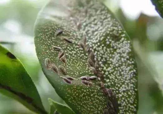 春季柑橘树预防什么病虫害,柑橘病虫害施药时间表