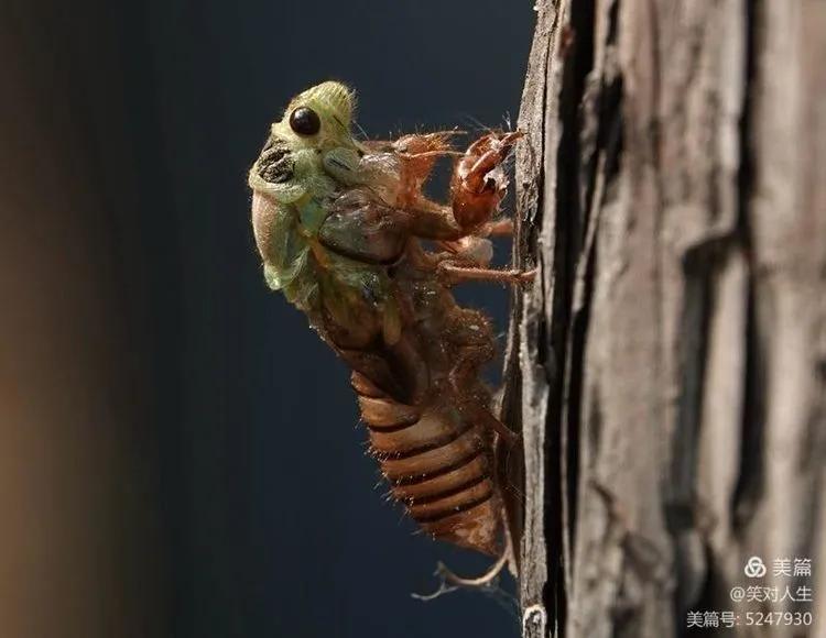金蝉什么时间退壳,金蝉怎么延迟脱壳