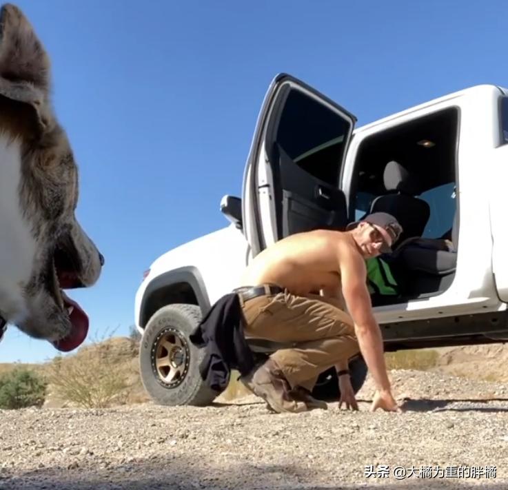 怎么训练狗狗上车下车,如何让狗狗乖乖的学会坐车