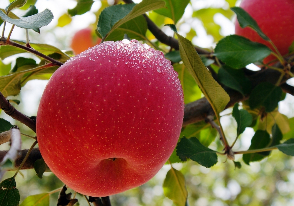 12月苹果哪里的产地最好吃,全国品质最好的苹果产区