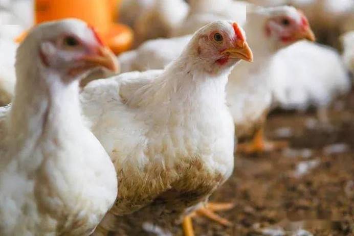 解决夏季鸡腺肌胃炎问题一招制敌,怎样赶走肉鸡的腺肌胃炎