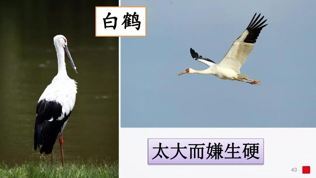 五年级部编版语文白鹭讲课视频,部编小学语文五年级上册白鹭课件