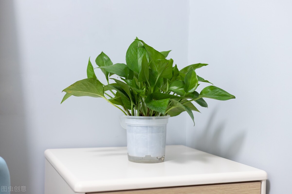 养绿萝老是黑叶和烂根,养绿萝为什么根部会坏死