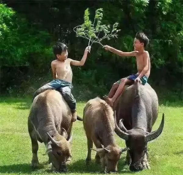 沅陵乡村放牛娃,放牛娃道县