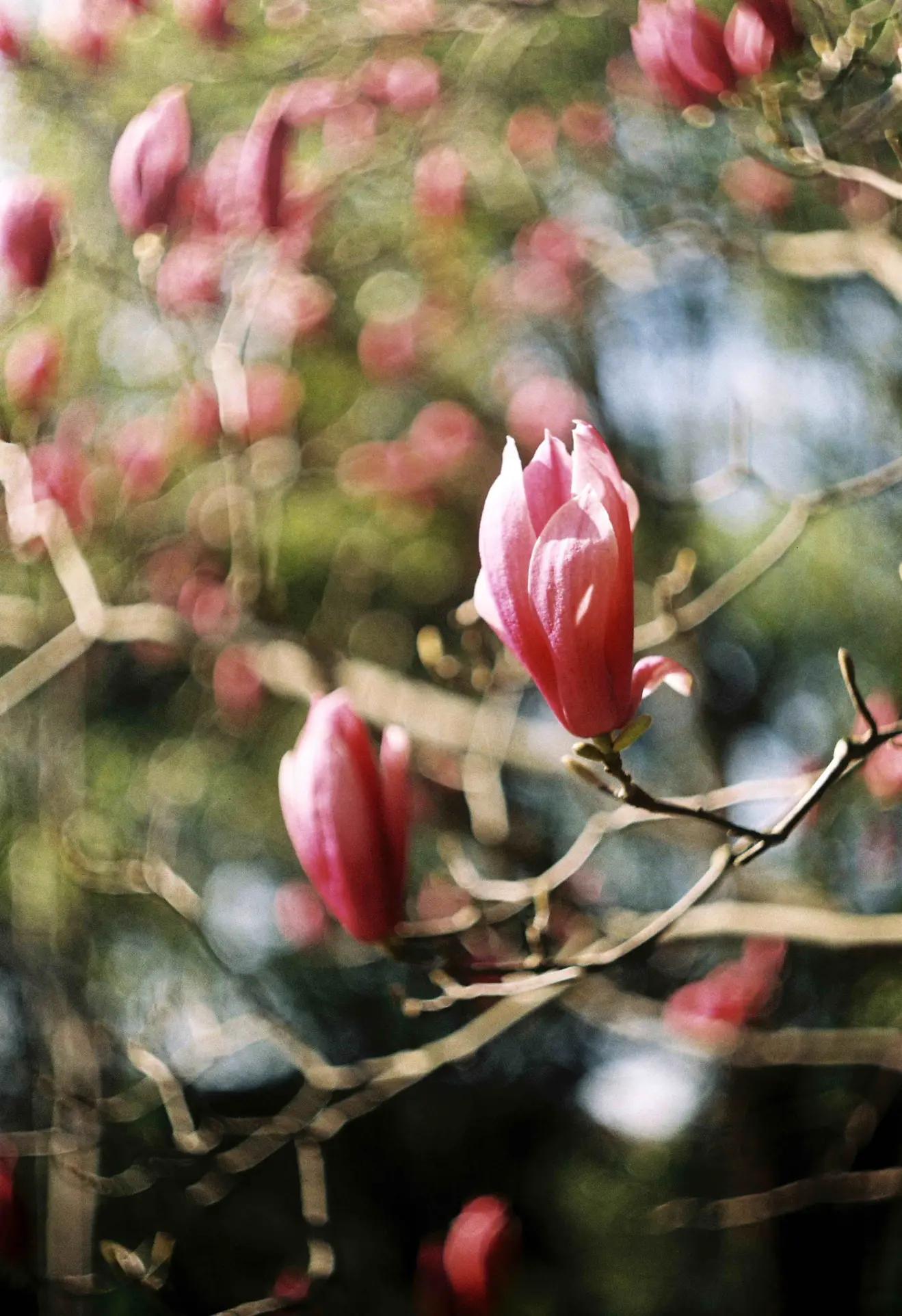 是谁发明了彩色相机,康泰时相机发展史