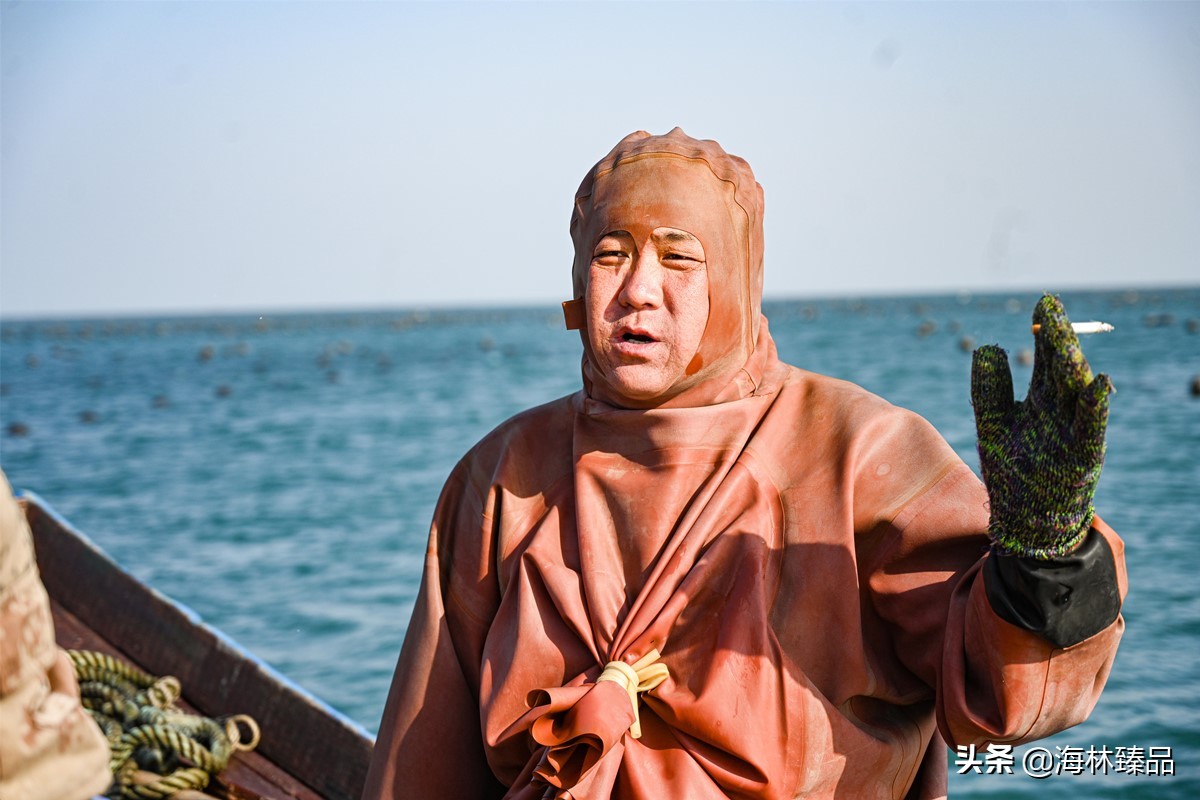 探秘海参的捕捞过程,野生海参采捕视频大全