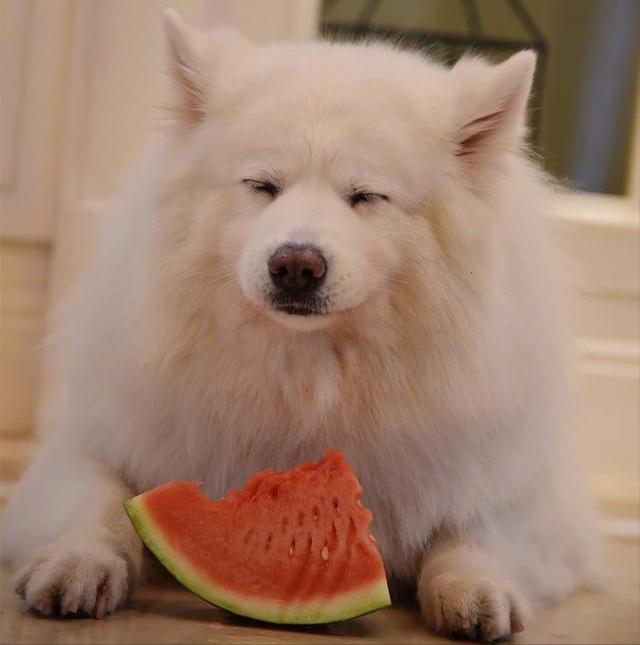 萨摩耶越来越瘦怎么回事,萨摩耶偏瘦怎么办