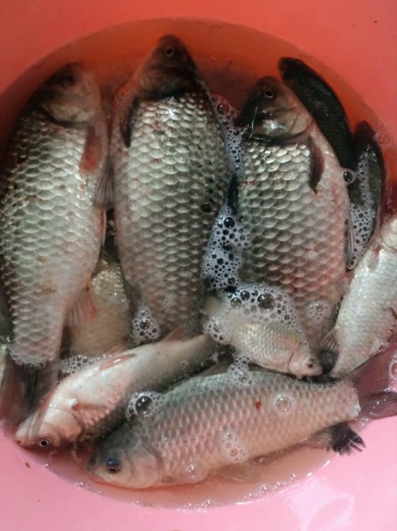 冬季野钓鲫鱼用什么味的窝料好,冬季野钓最好用的窝料官方正品