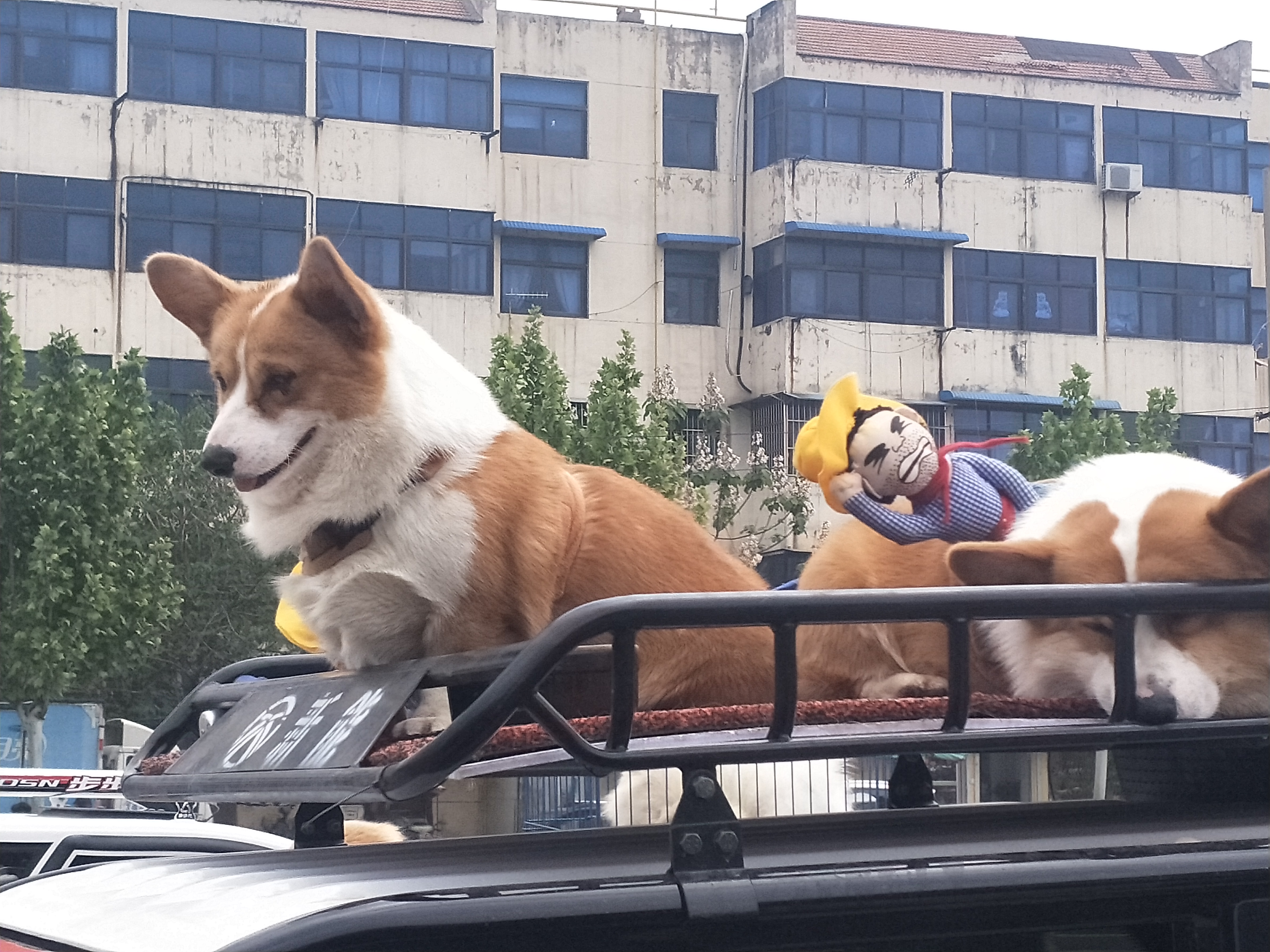 商丘宠物交易市场宠物兔,逛东北宠物交易市场