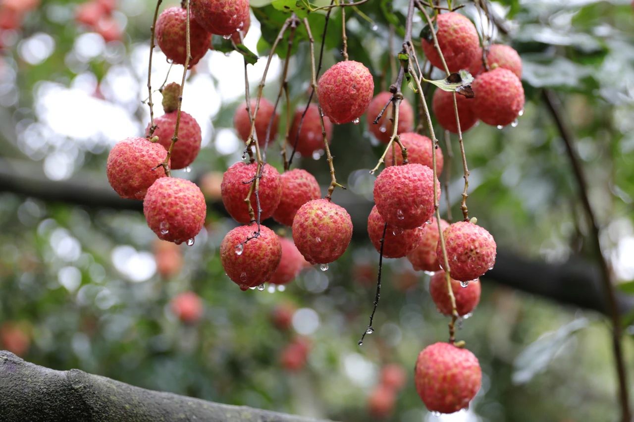 关于荔枝这3个问题你必须知道,10个关于水果的小知识