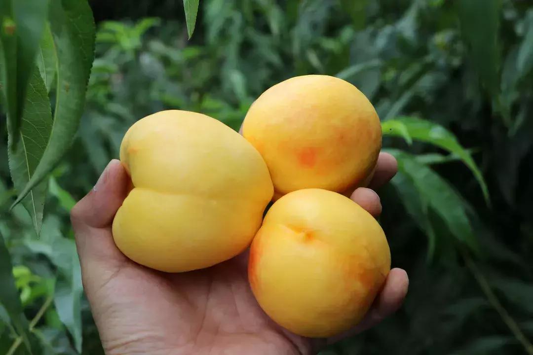 不是仙桃，胜似仙桃！甜、香、鲜的桃界新宠，老人小孩超爱吃