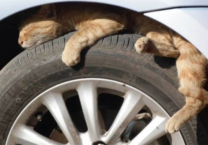 救助流浪猫不让刷礼物,救助流浪猫但是猫猫不动