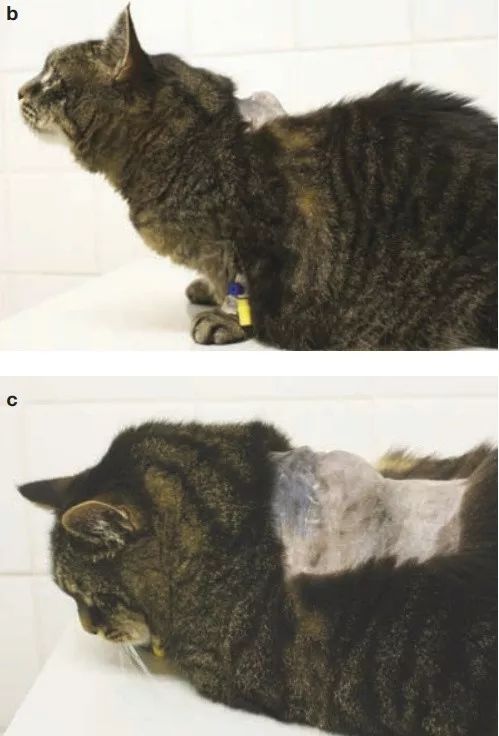 小猫打针后死了,小猫打了狂犬疫苗还会得病吗