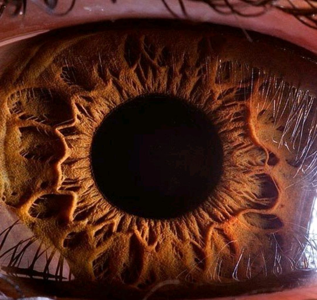 用显微镜看一下蚂蚁有多可怕,显微镜下蚂蚁的真实面目图片