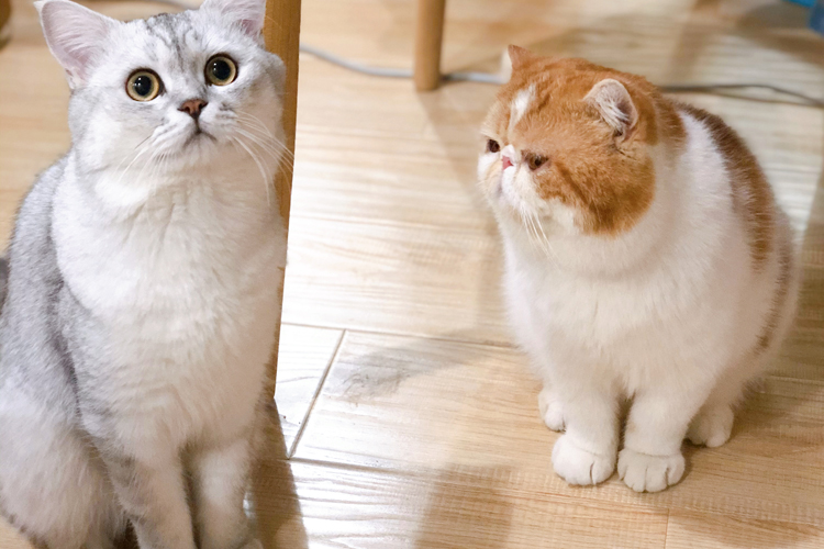 带猫回家过年注意事项萌宠指南,猫咪春节寄养指南