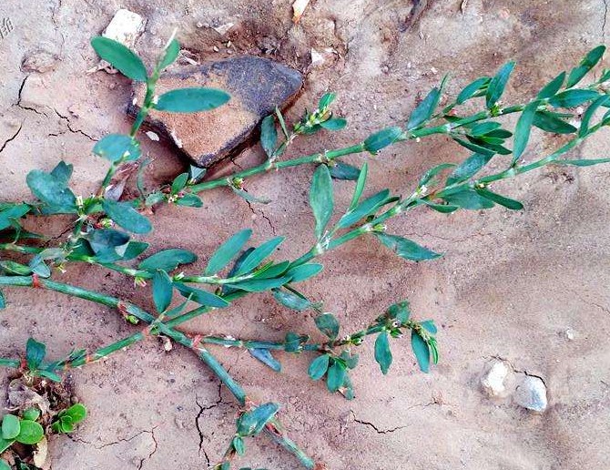 萹蓄功效适应症和用量,中药萹蓄的功效和主治是什么