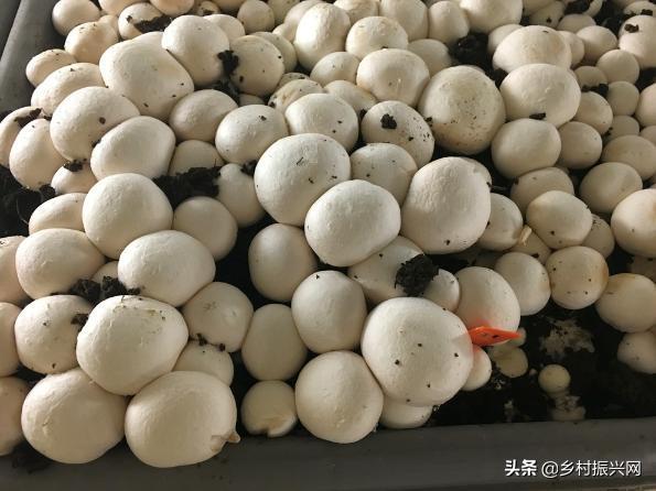 昆虫薯片,昆虫零食香辣