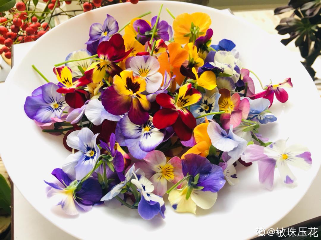 耐寒又好养的香水花,家里可以养法国香水花