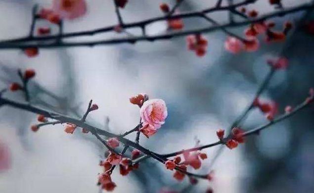 古诗词中立春的诗词有哪些,写春的古诗赏析和感悟